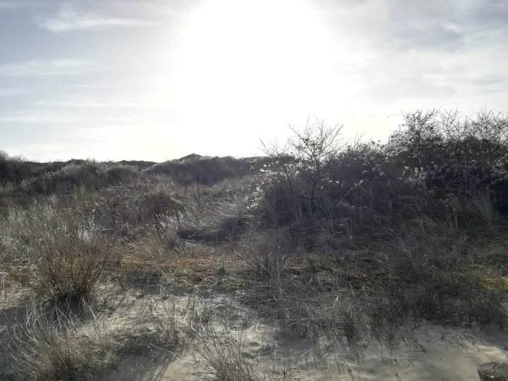 De Panne (België)